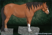 Horse Color:Bay 