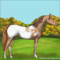 Horse Color:Gold Champagne Snowcap 