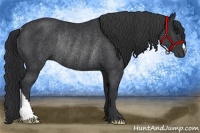 Horse Color:Black Rabicano 