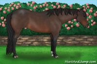 Horse Color:Gray Bay Roan 