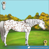 Horse Color:Bay Appaloosa Rabicano 