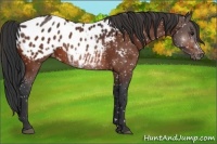 Horse Color:Bay Appaloosa Rabicano 
