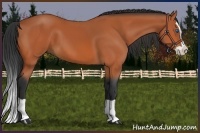 Horse Color:Bay Splash 