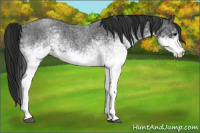Horse Color:White Spotted Blue Roan Rabicano and Gray White Spotted Blue Roan Rabicano
