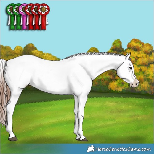 Horse Color:Midnight Brown Ice Appaloosa  and Midnight Brown Ice Frame Appaloosa 