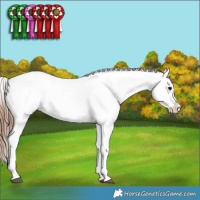 Horse Color:Midnight Brown Ice Appaloosa  and Midnight Brown Ice Frame Appaloosa 