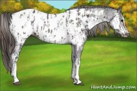 Horse Color:Midnight Brown Ice Appaloosa  and Midnight Brown Ice Frame Appaloosa 