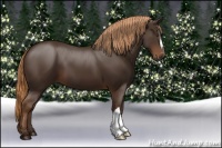 Horse Color:Liver Chestnut 