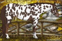 Horse Color:Liver Chestnut Appaloosa Rabicano 