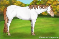 Horse Color:Gold Champagne Near Fewspot 