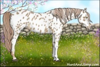 Horse Color:Palomino Near Leopard 