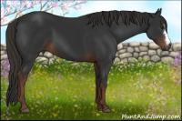 Horse Color:Gray Liver Chestnut