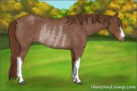 Horse Color:Red Roan Varnish Rabicano 