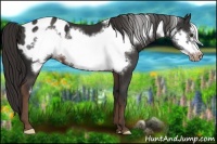 Horse Color:Liver Chestnut Frame Appaloosa 
