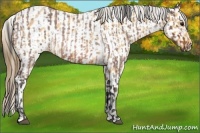 Horse Color:White Spotted Bay Roan  and White Spotted Buckskin Roan Appaloosa 