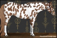 Horse Color:Liver Chestnut Near Leopard 