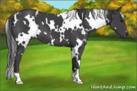 Horse Color:White Spotted Smoky Black 