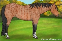 Horse Color:Bay and Bay Roan