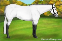 Horse Color:Silver Bay Chinchilla Rabicano
