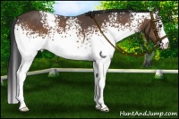Horse Color:White Spotted Buckskin Rabicano