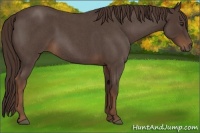 Horse Color:Liver Red Roan 