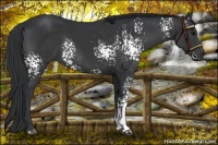 Horse Color:White Spotted Black Rabicano 