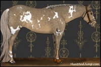 Horse Color:White Spotted Chocolate Palomino