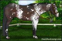 Horse Color:White Spotted Brown 