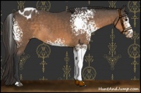 Horse Color:White Spotted Buckskin Appaloosa