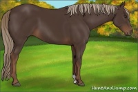 Horse Color:Liver Chestnut 
