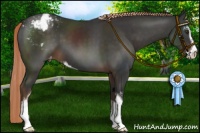Horse Color:Liver Chestnut Sabino Appaloosa 