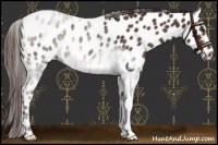 Horse Color:Liver Chestnut Appaloosa Rabicano 