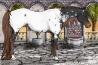 Horse Color:Liver Chestnut Appaloosa 