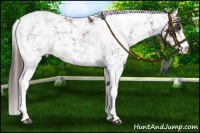 Horse Color:Liver Chestnut Sabino