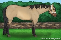 Horse Color:Bay Dun