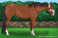 Horse Color:Bay Sabino 