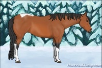Horse Color:Bay Tobiano 