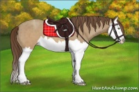 Horse Color:Sable Champagne Splash Appaloosa 