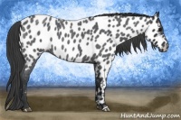 Horse Color:Blue Roan Near Leopard 