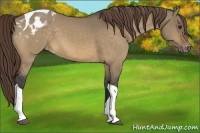 Horse Color:Buckskin Dun Tobiano Appaloosa 