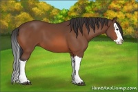 Horse Color:Bay Splash 