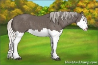 Horse Color:Silver Black Splash