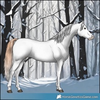 Horse Color:Brown Appaloosa 