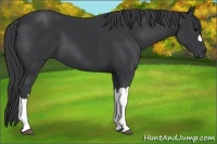 Horse Color:Black 