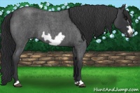 Horse Color:Blue Roan Frame 