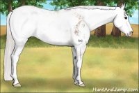 Horse Color:Silver Bay Sabino
