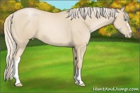 Horse Color:Palomino Pearl