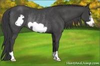 Horse Color:Smoky Black Frame Rabicano