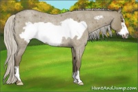 Horse Color:Silver Smoky Grullo Roan Frame Rabicano