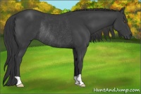 Horse Color:Smoky Black Rabicano 